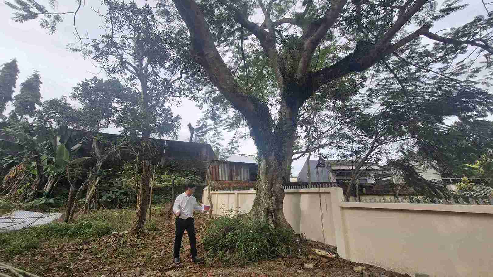 Co quan chuc nang Phuong 2 Bao Loc kiem tra he thong cay xanh tai truong Tieu hoc Nguyen Trai. Anh: Phuc Khanh