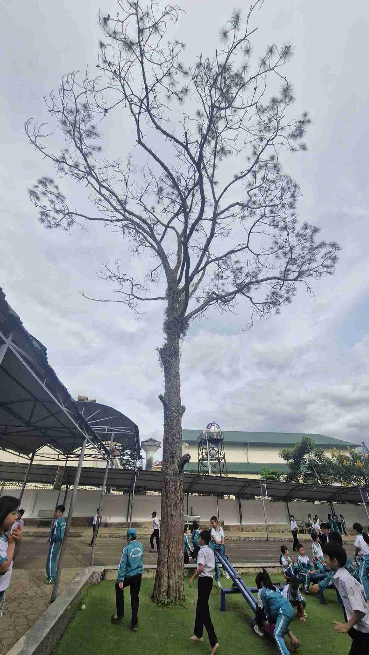 Mot cay thong co thu co nhieu canh nhanh bi kho muc tai san truong Tieu hoc Nguyen Trai. Anh: Phuc Khanh