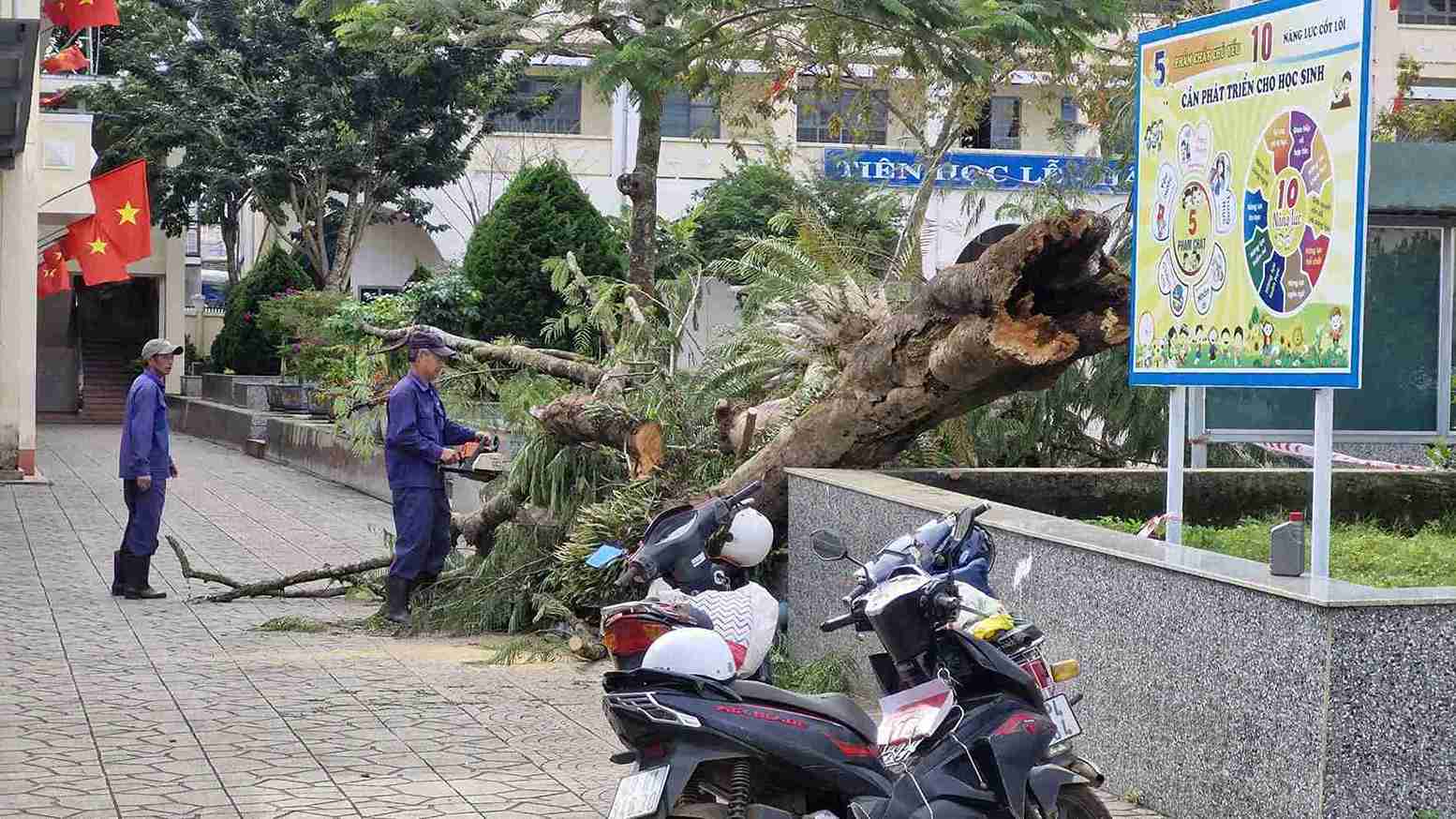 Luc luong chuc nang cat bo cay phuong nga do tai san truong Tieu hoc Nguyen Trai. Anh: Phuc Khanh