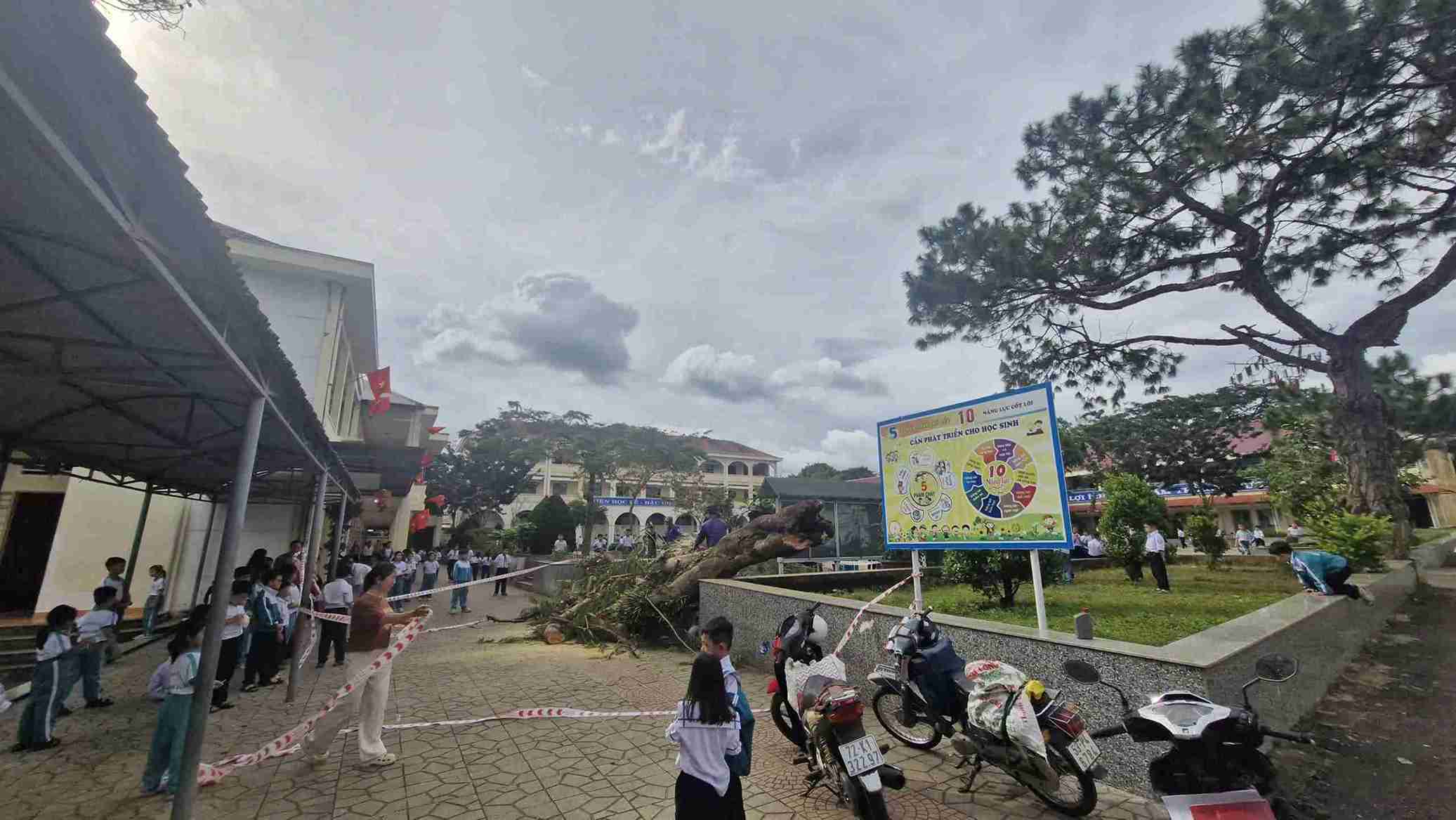 Cây phượng cổ thụ hàng chục năm tuổi bật gốc ngã đổ tại sân trường Tiểu học Nguyễn Trãi (Lâm Đồng). Ảnh: Phúc Khánh