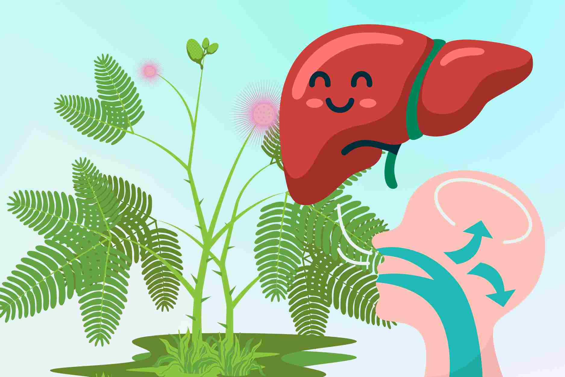 정원에 가득한 약초 간을 시원하게 하고 호흡기를 개선하는 데 도움