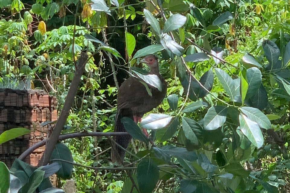 Rare reptile fly into a resident's garden in Phu Loi ward, Ho Chi Minh City. Photo: Provided by readers