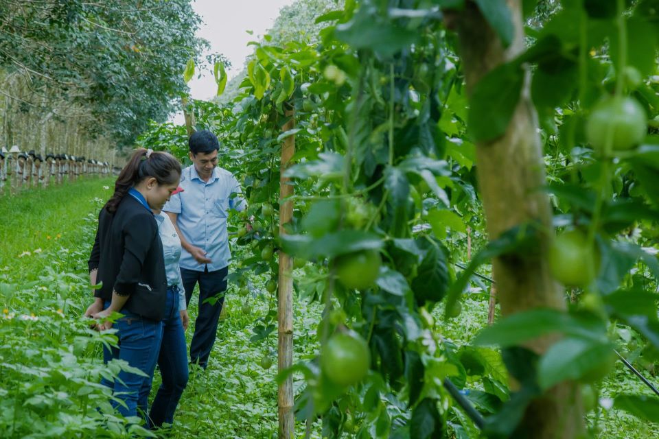 Les agriculteurs choisissent les citrons verts pour developper l'economie. Photo : Minh Anh