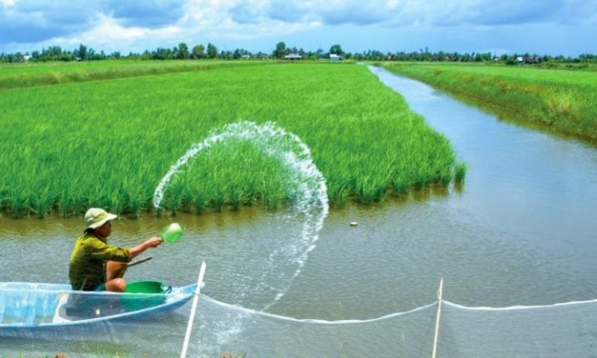 Mo hinh tom lua Ca Mau. Anh: Nhat Ho
