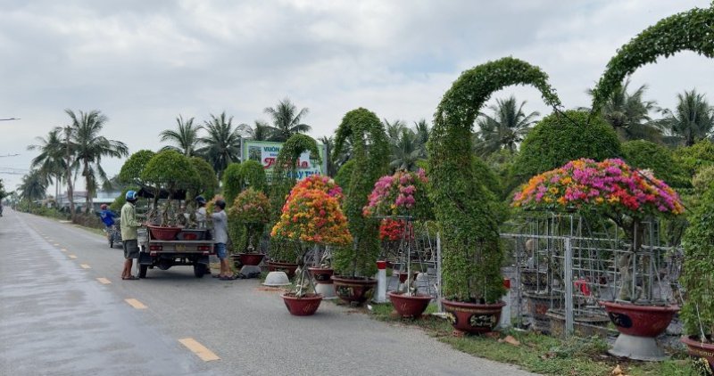 Vinh Longは、インフラ開発に230億ドンを投資し、全国規模の花壇、盆栽の職業を向上させます。写真:Hoang Loc
