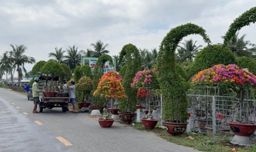Vĩnh Long đầu tư 230 tỉ đồng phát triển hạ tầng, nâng tầm nghề hoa, cây kiểng quy mô quốc gia. Ảnh: Hoàng Lộc