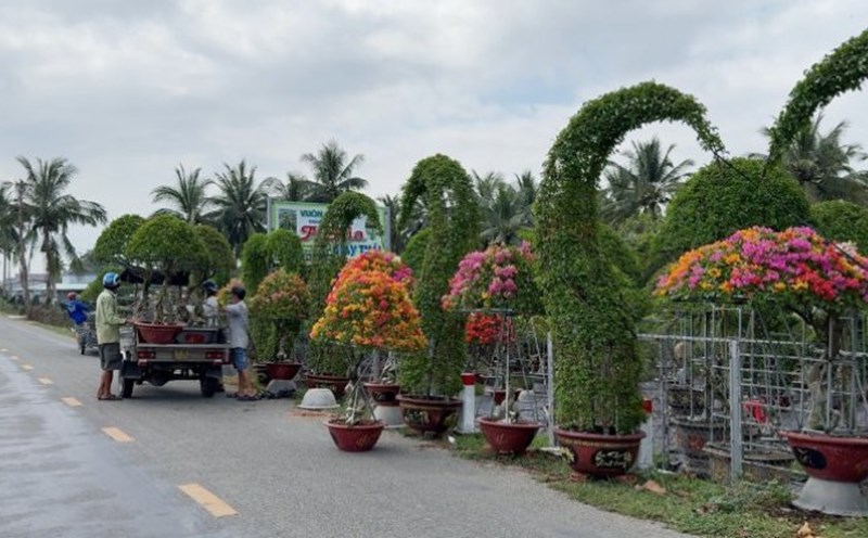 Vinh Long invierte 230 mil millones de VND en el desarrollo de infraestructuras para elevar el nivel de la profesion de flores y plantas ornamentales a escala nacional. Foto: Hoang Loc