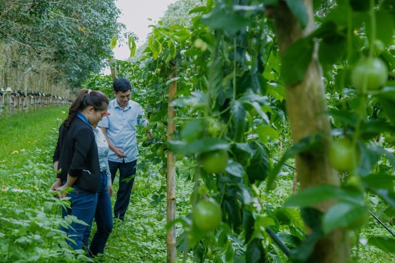 Le vice-ministre Tran Thanh Nam souhaite que les activites de promotion agricole soient liees a la base aux rizieres et aux agriculteurs. Photo : Minh Anh