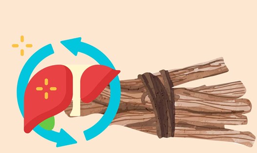 Rễ cam thảo được khoa học chứng minh giúp thanh nhiệt, hỗ trợ chức năng gan và thải độc hiệu quả. Ảnh đồ họa: Hoàng Lộc