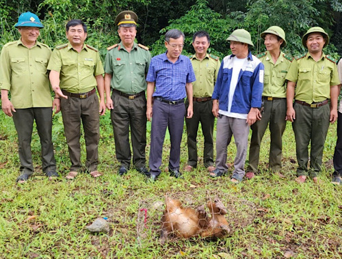 The authorities conducted a rescue and released the rare red-faced monkey back into the wild. Photo: Truong Son Commune Police