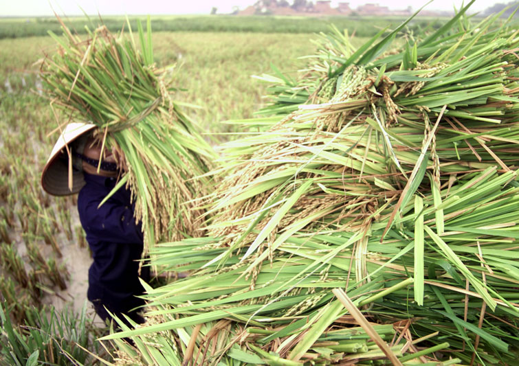 Tay Ninh province is synchronously implementing solutions to reduce poverty and develop sustainable agriculture. Photo: Hai Nguyen