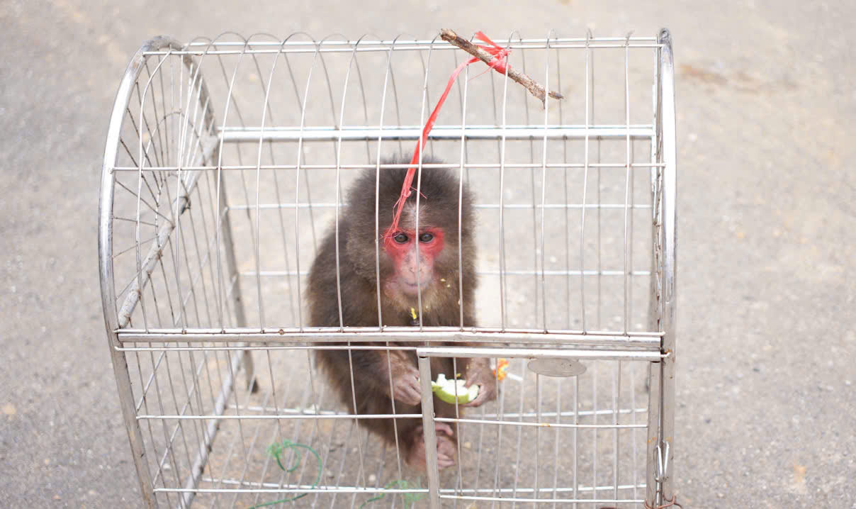Rare red-faced monkey discovered by people on the side of the road. Photo: Pham Quynh