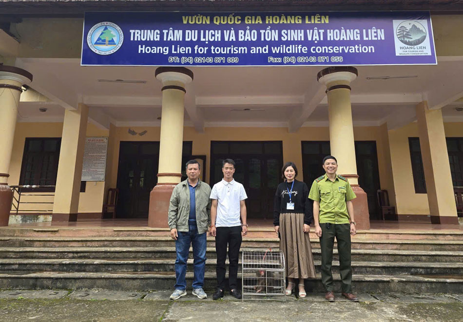 Ban giao ca the khi mat do quy hiem cho Trung tam Du lich va Bao ton Sinh vat Hoang Lien – Vuon Quoc gia Hoang Lien. Anh: Pham Quynh