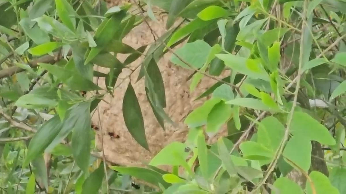 Many parents reported that a large nest of reptiles appeared near a school in Ho Chi Minh City. Photo: Dong Hoang