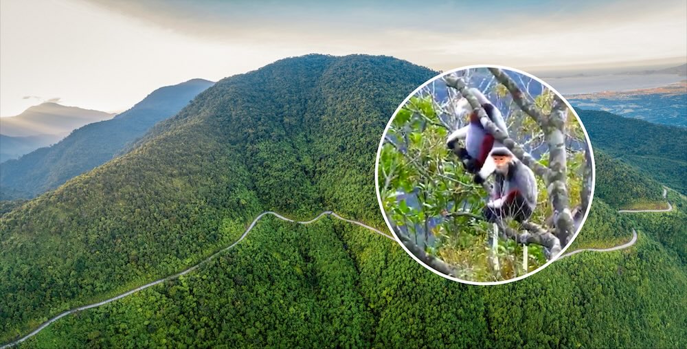 Close-up of the brown-legged crab on Bach Ma peak. Photo: Nguyen Luan