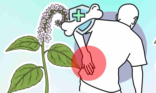 Cây thuốc quen thuộc giúp giảm sưng đau, hỗ trợ trị viêm xương khớp