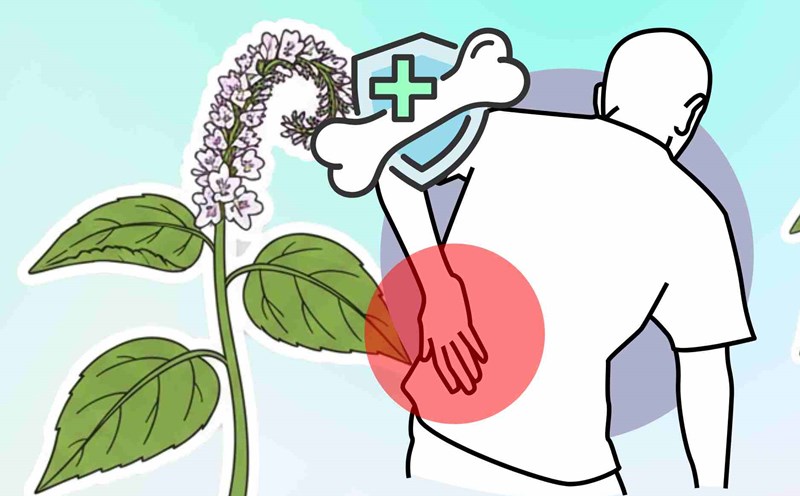 Familiar medicine helps reduce swelling and pain, supports the treatment of osteoarthritis