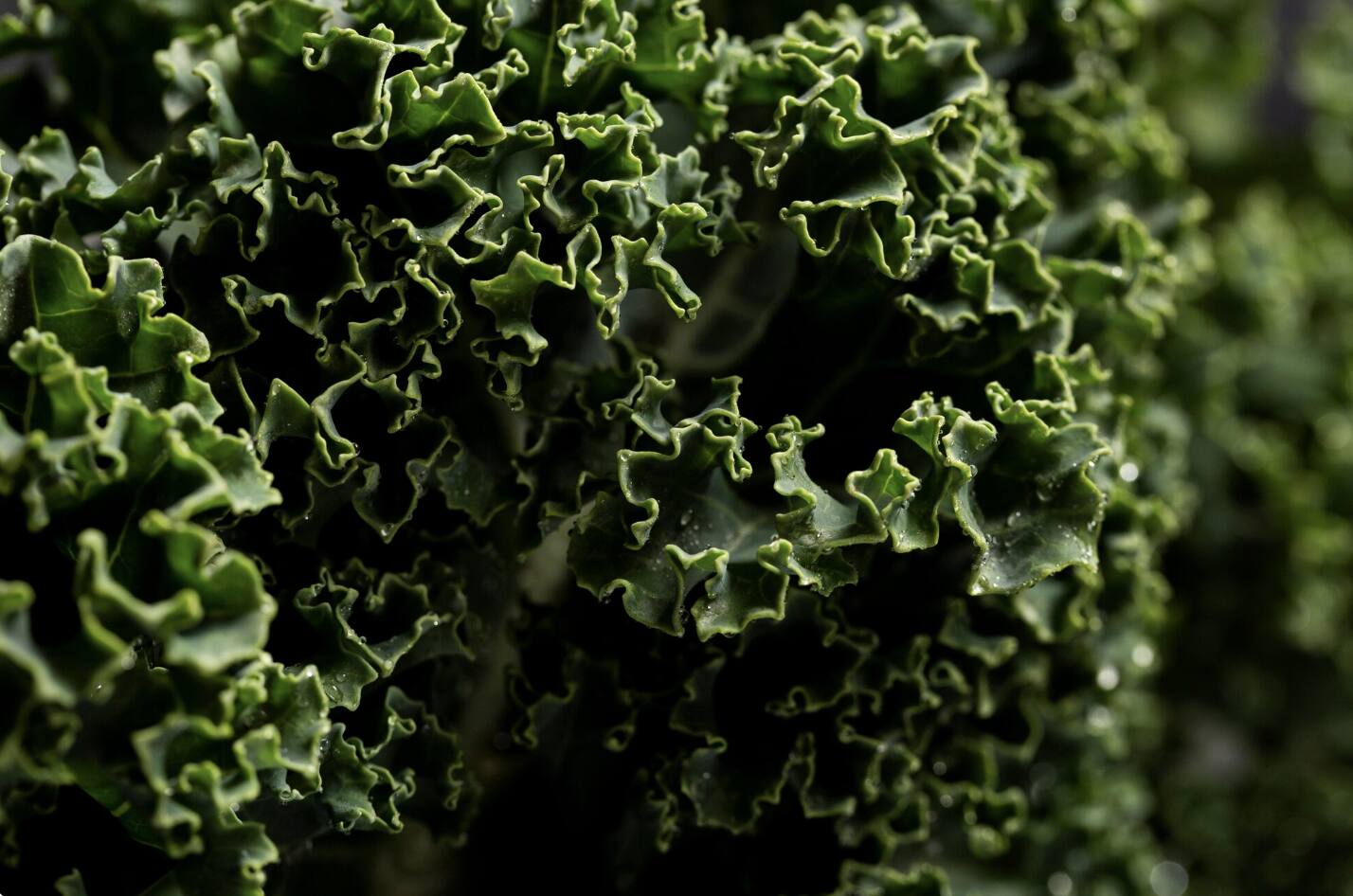 Kale is a rich source of vitamin K. Photo: Thuy Duong