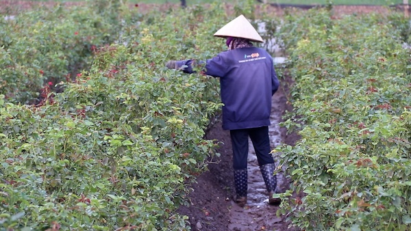 Hundreds of households in Tay Tuu flower village (Hanoi) have lost their crop due to unusual storms and floods. Photo: My Linh