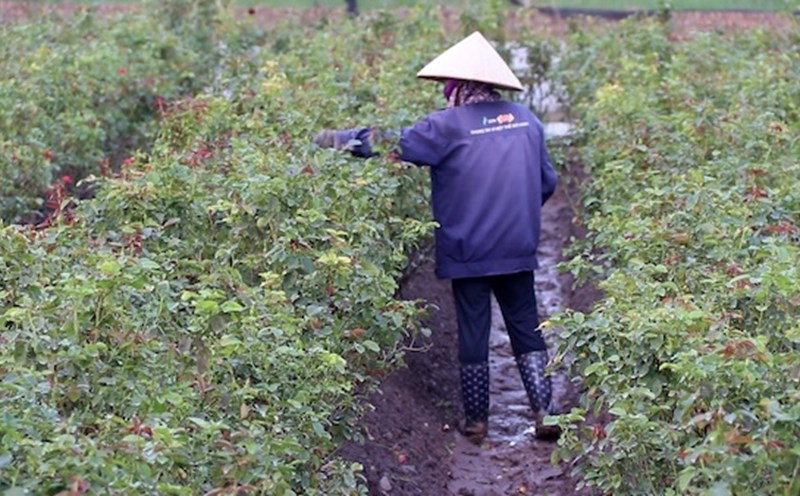 Hundreds of households in Tay Tuu flower village (Hanoi) have lost their crop due to unusual storms and floods. Photo: My Linh