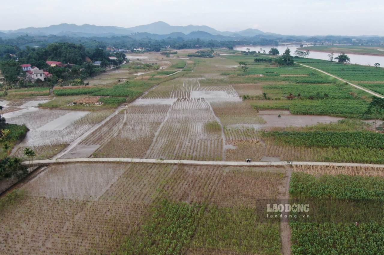 Canh dong dau tam tai xa Tran Yen bi anh huong boi mua lu nam 2024. Anh: Van Duc