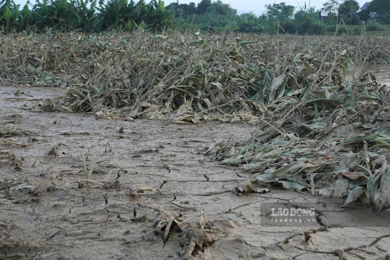 Lao Cai people face difficulties due to heavy damage to agricultural production. Photo: Van Duc.