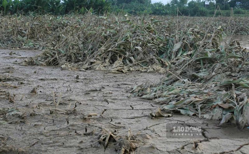 Lao Cai people face difficulties due to heavy damage to agricultural production. Photo: Van Duc.