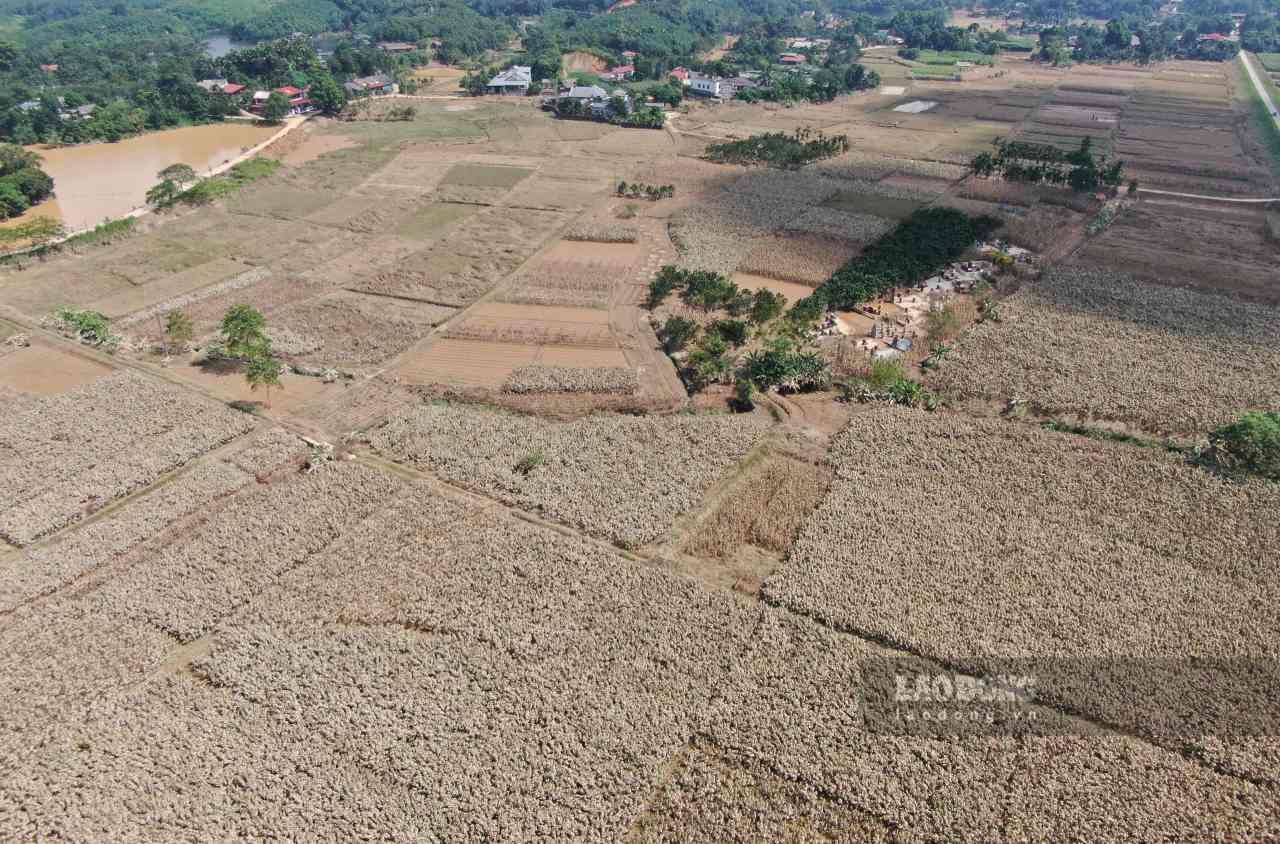 Canh dong dau tam tai xa Tran Yen sau con bao so 10.2025. Anh: Van Duc