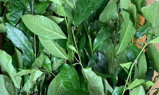Uống trà xanh sau bữa tối giúp giảm mỡ nội tạng hiệu quả. Ảnh: Quang Minh.