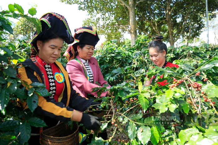 Les agriculteurs de Dien Bien pratiquent la cueillette du cafe. Photo de : Quang Dat