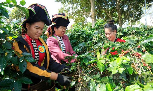 Nông dân Điện Biên thực hiện kỹ năng hái cà phê. Ảnh: Quang Đạt