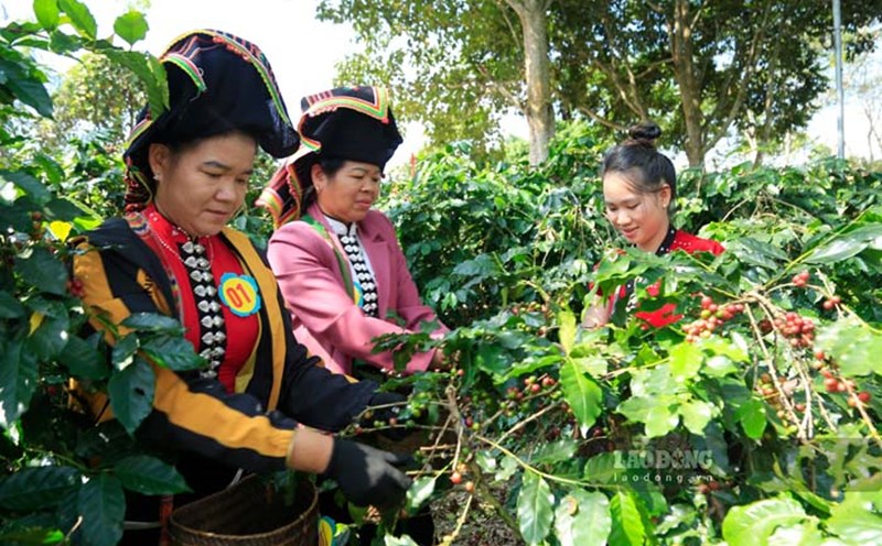 Dien Bien farmers practice coffee picking skills. Photo: Quang Dat