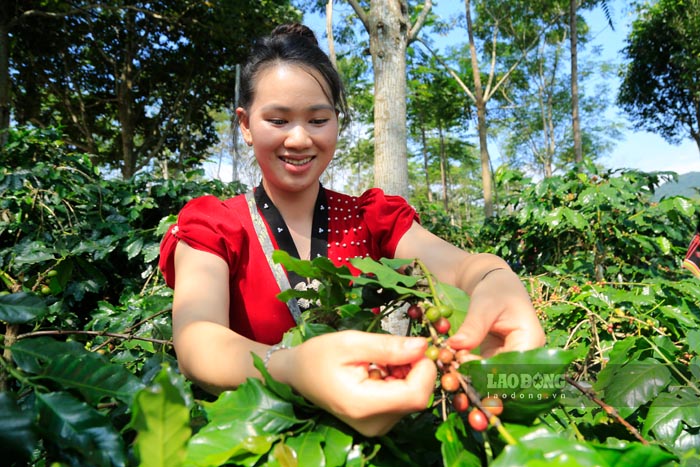 Anh: Quang Dat