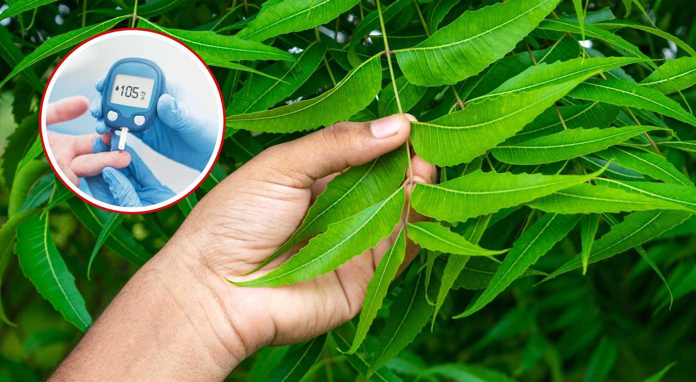 Tips for a traditional herb that helps stabilize blood sugar. Graphics: Viet Hoang