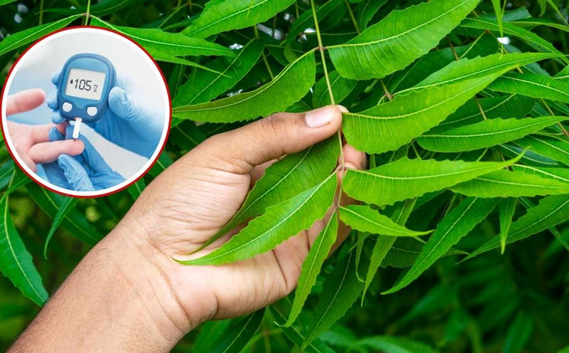 Tips for a traditional herb that helps stabilize blood sugar. Graphics: Viet Hoang