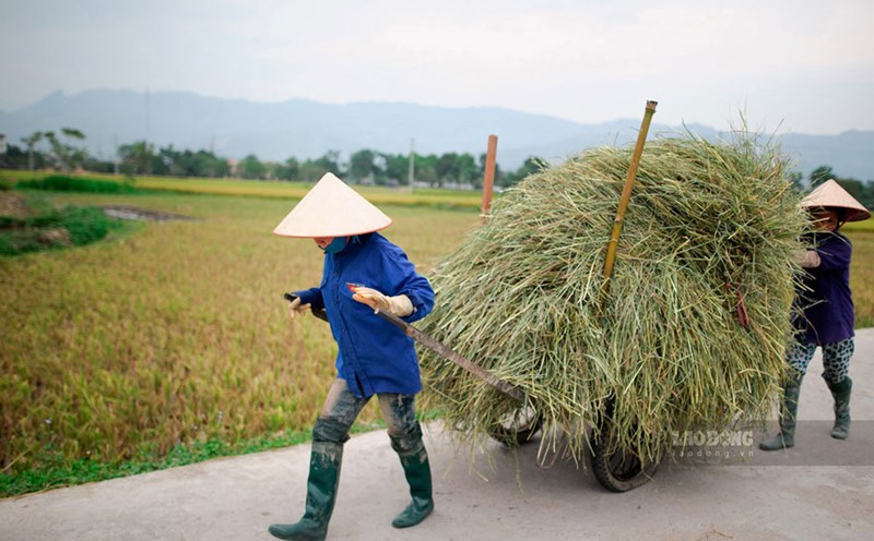 La provincia de Nghe An ha mantenido mas de 6.000 Grupos de ahorro y prestamos en los ultimos años. Foto: Hai Nguyen