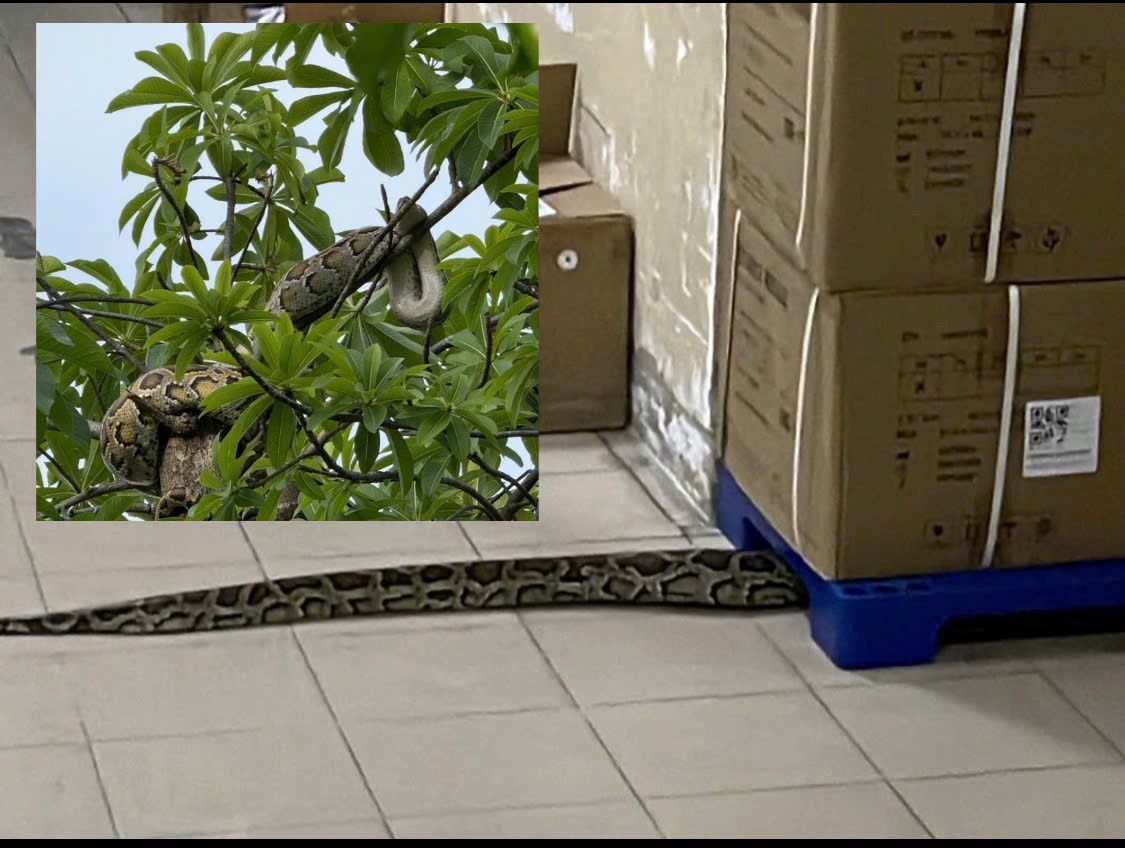 Images of the python have appeared at 2 locations in Khanh Hoa in recent days. Photo: Khanh Hoa