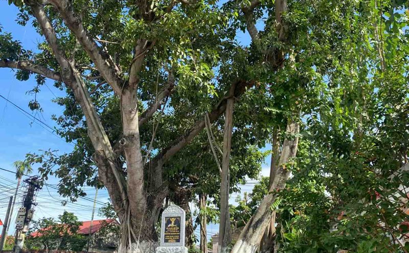 Heritage banyan tree in Phu Thai commune, Hai Phong city. Photo: Bang Tam