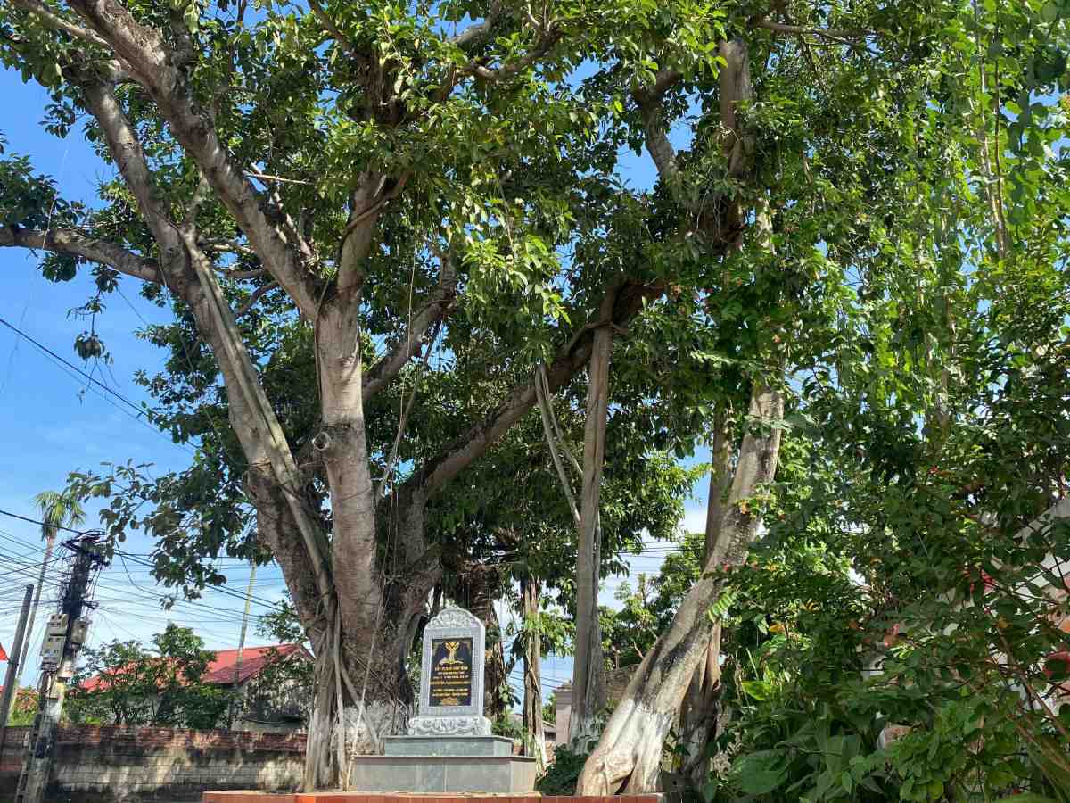 Trai qua 2 the ki, cay da doi kien cuong nang tap, mua sa, ngay cang sinh truong, xanh tot.