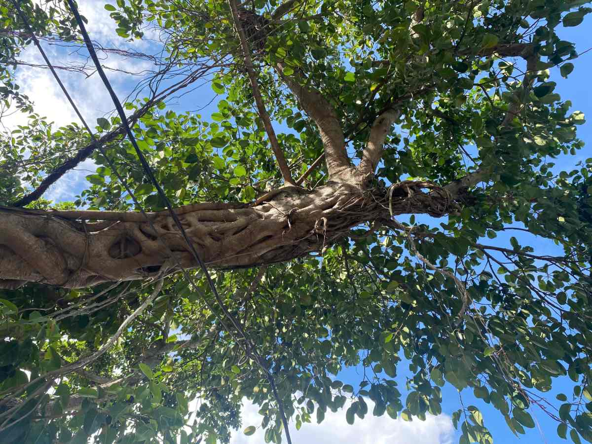 Tan cay vuon rong, xanh um quanh nam. Hai cay tan dan xen, tao thanh cong lang xanh mat, thu hut anh nhin cua nguoi di duong.