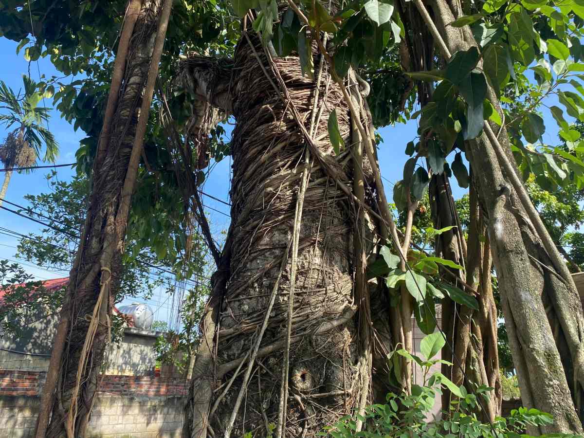 Hang chuc than nho van ven tu goc den ngon, tang them su co kinh cho 2 cu da.