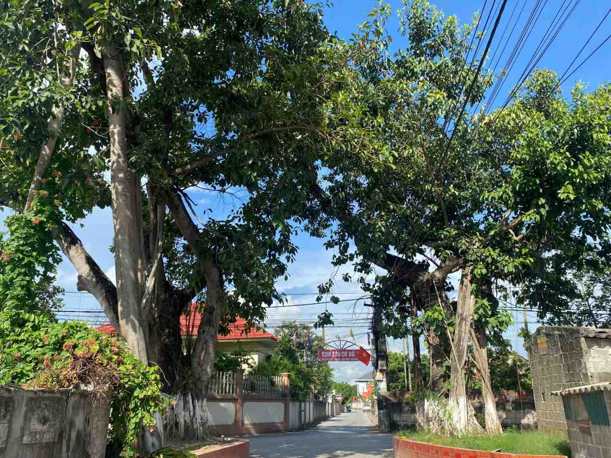 Hai cay da sung sung 2 ben duong o cum dan cu so 7 Van Minh. Ảnh: Bang Tam