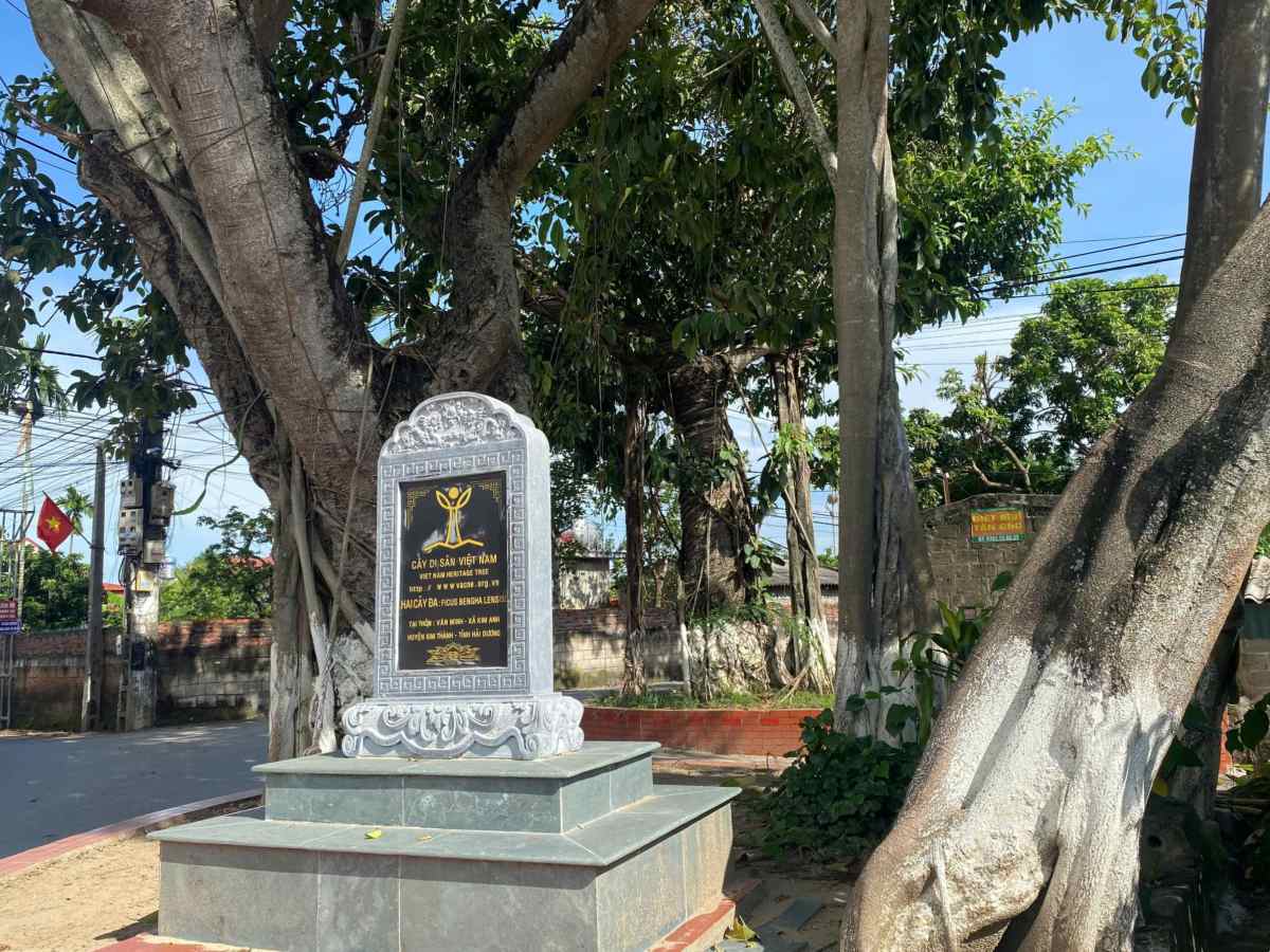 Voi nguoi dan dia phuong, 2 cay da di san khong chi la cay xanh cho bong mat ma con la chung nhan lich su, la bau vat tram nam ma nguoi dan mong muon gin giu. Ảnh: Bang Tam
