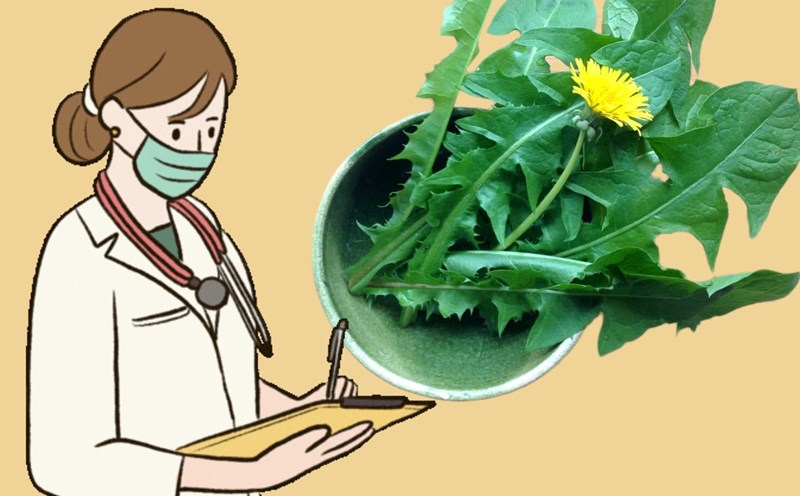 This plant is considered a weed that helps detoxify the liver quickly. Graphics: Phuong Thao