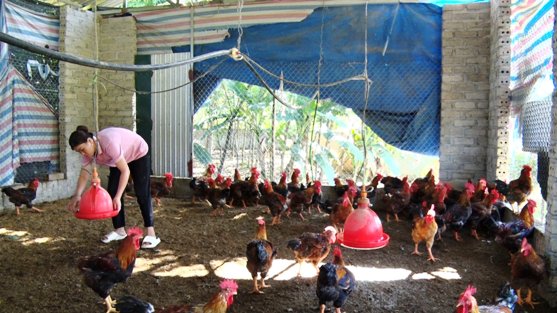 Ms. Hoang Thi Yen escapes poverty thanks to the complex livestock model. Photo: Lang Son Provincial Electronic Information Portal