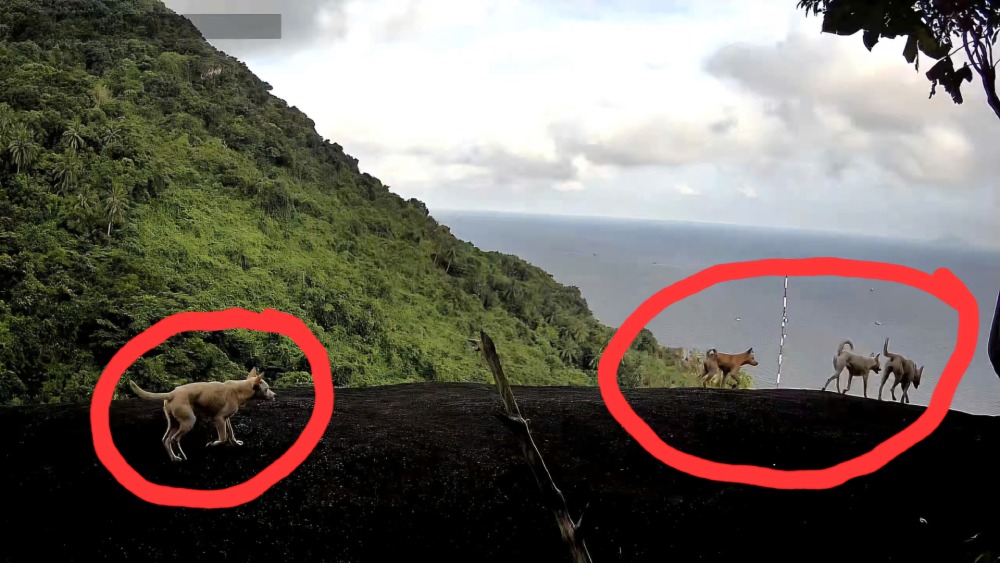 The Forest Protection camera trap recorded the image of 4 white dogs appearing together on Ong Rong peak, Kien Hai special area. Photo: Provided by the Forest Rangers