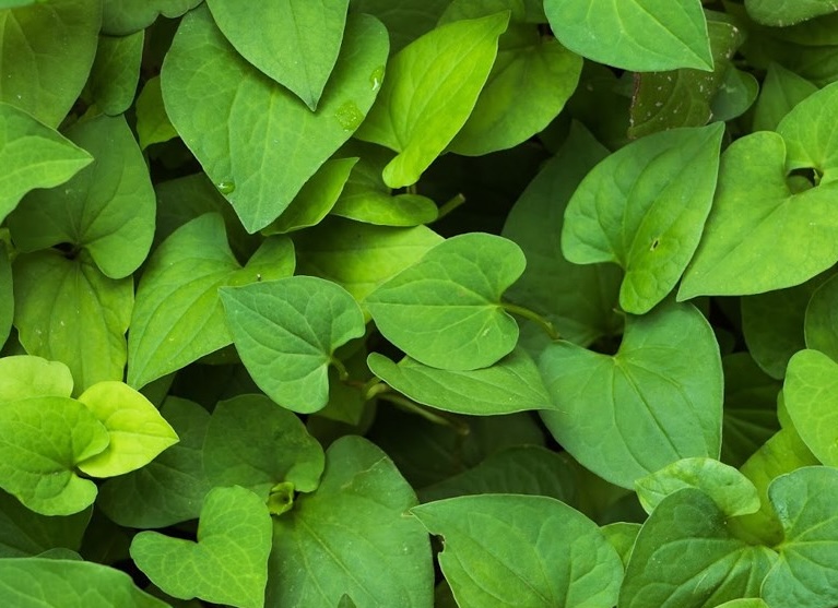 Lettuce contains active ingredients that help with prolonged cough. Photo: Kieu Vu