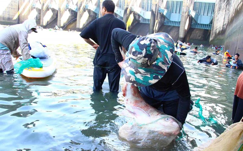 People go hunting for fish after the Tri An hydropower plant in Dong Nai province closed the spillway. Photo: HAC