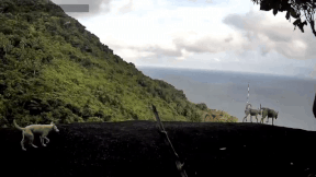 The Forest Protection camera trap recorded the image of 4 dogs appearing.