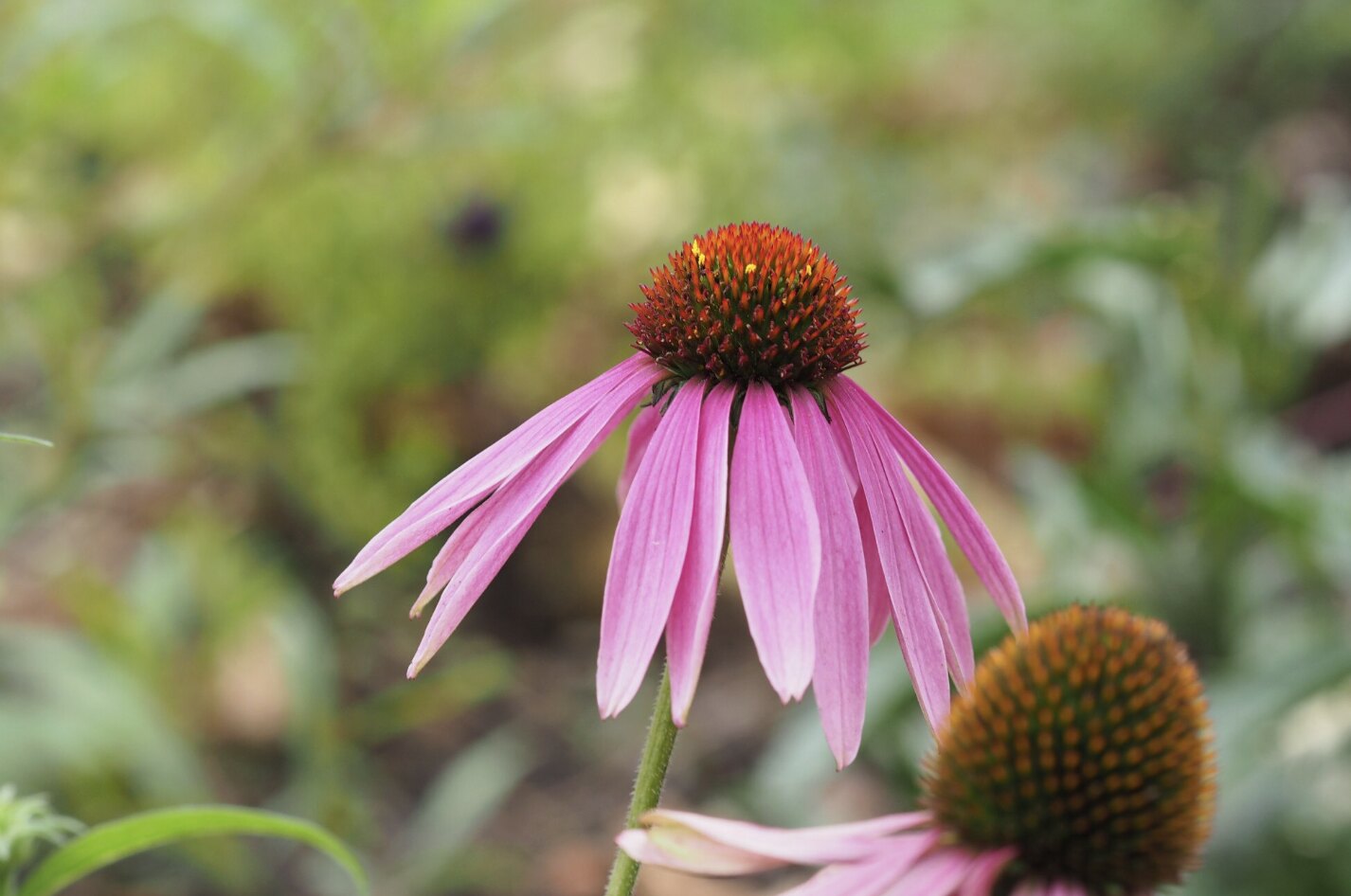 Taking Echinacea at the right time helps boost immunity. Photo: Thuy Duong